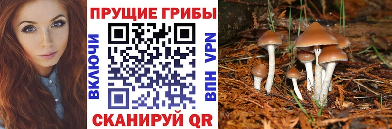 Псилоцибиновые грибы Psilocybine cubensis  даркнет сайт  Избербаш 
